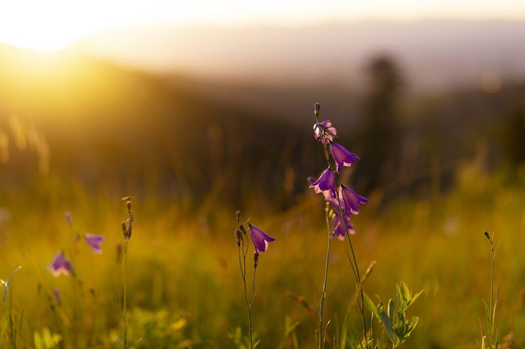 flowers, field, sunset-6574079.jpg